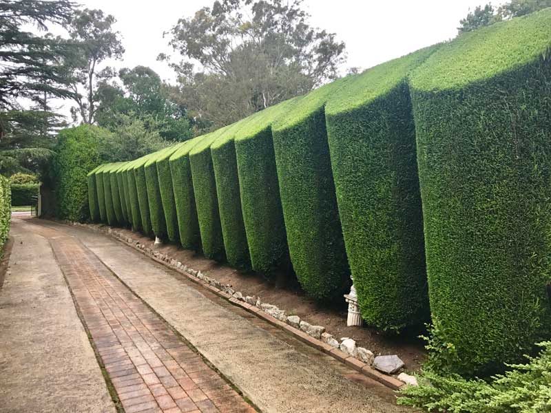 Hedging & Topiary